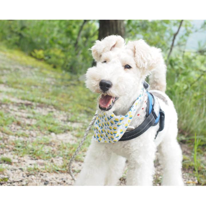 9dd105ed 3793 4f18 9ed4 74a57be96565 1563589714576