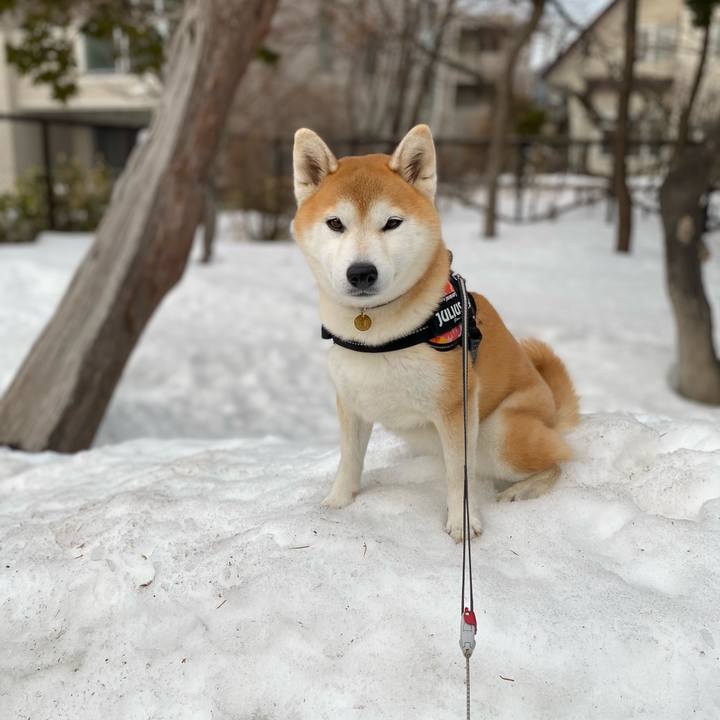 9dd638f4 2a9a 49a4 86f2 4ec134a0fbe5 1615461239222