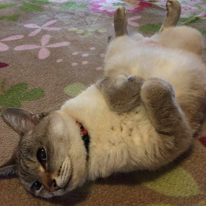 9dd690f3 877a 4dad 966b fb522a1fbbb0 1525221338494