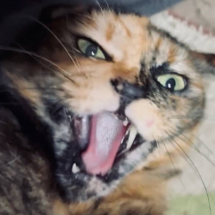 9dd7817b 7c55 47e6 9a8d 64dc6e2bc266 1766083939391