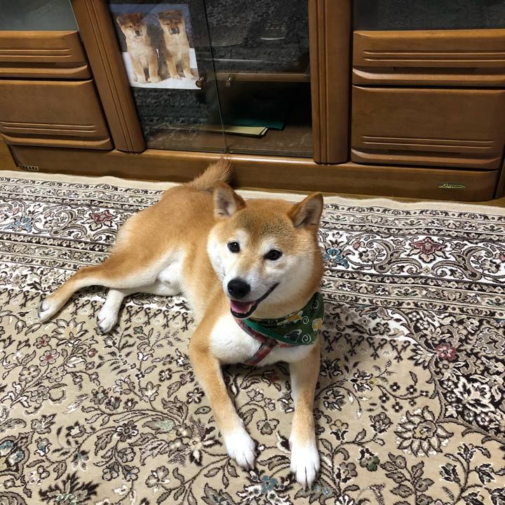 9dd8a3f6 caf4 446b ac5f db4573dabac4 1531650861292