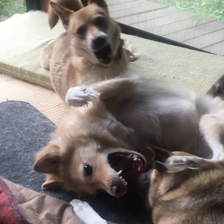 9dd8a90a 2fd3 48b4 bab8 b11bf02c6e42 1527463474652