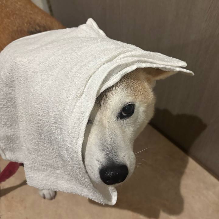 9ddcf24e 6492 4d52 9131 146c62153903 1743539952014