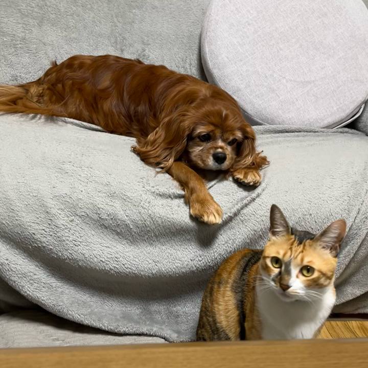 9de0a39e a7ce 4408 8764 0ded3e68ac30 1739232923537