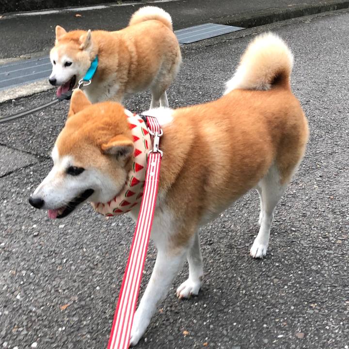 9de4f515 4b95 48d4 b61c 185847408b69 1566349641859