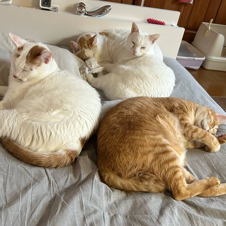 9de6ba9a 8eb6 45aa b0ed 4835ada6359a 1672353892439