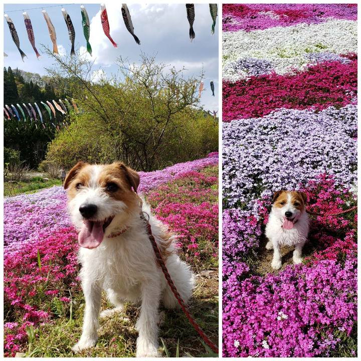 9de7488e 962d 4de2 84cd 1da9b5cbf523 1557022271358