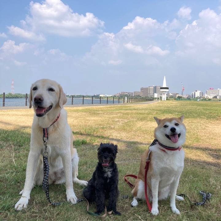 9de86060 1c51 41fe 9f45 704a18b7f26b 1598392193854