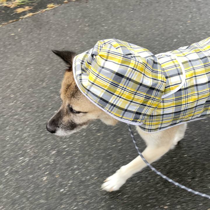 9deea0c0 7681 41a0 ba5f 62aa33b756bc 1727958916002