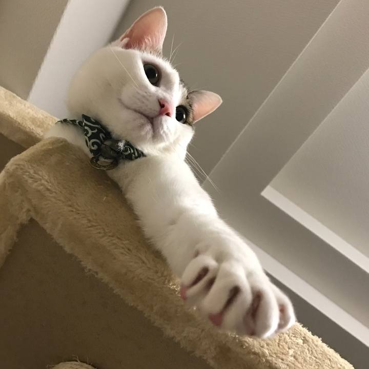 9df466ff 211b 430d b7fc 99591de80a78 1526752772589