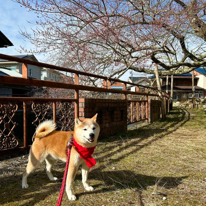 9df56a60 c41d 401d b531 bd5360a6e102 1743333839760