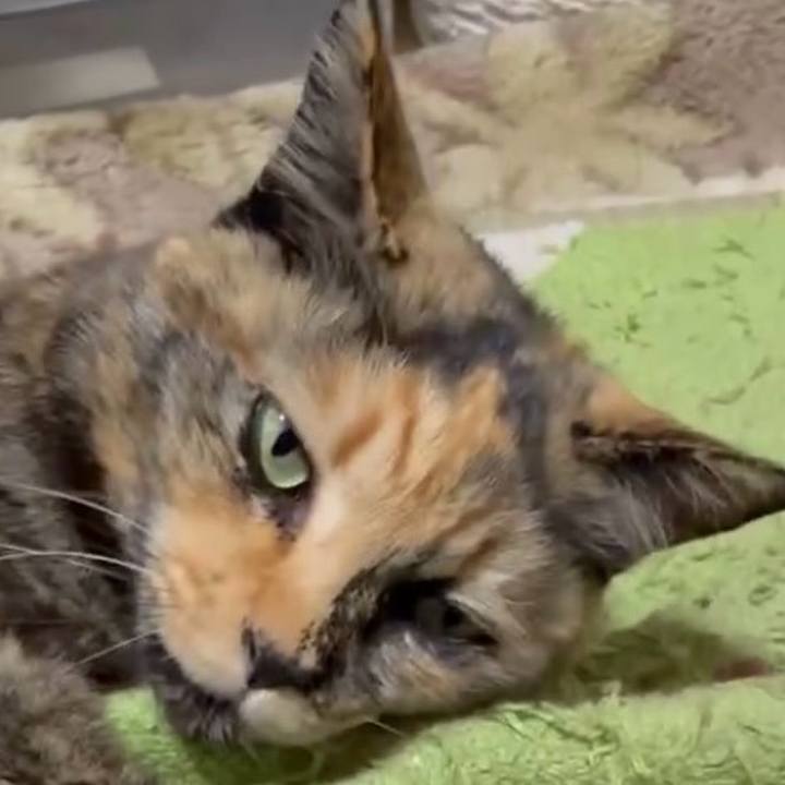 9df699f7 456c 47ee b12d b311ce924fb6 1772659527134