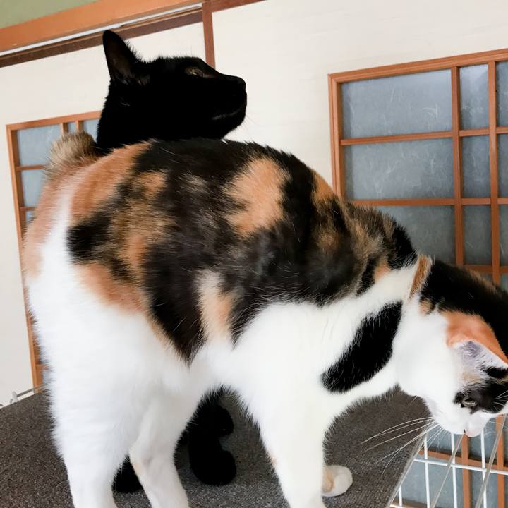 9dfb7335 fde8 4feb 8d42 4c792f16e796 1515730440339