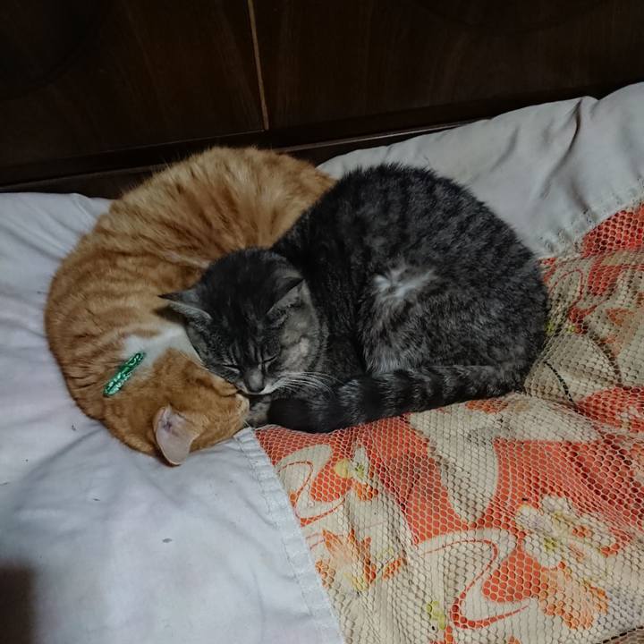 9e006c6d 1466 42cf a9e9 6aa5d5635b0c 1581606931690