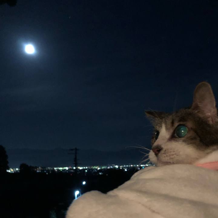 9e00d0f3 7340 4c6c ad84 2d940e591482 1543057538952