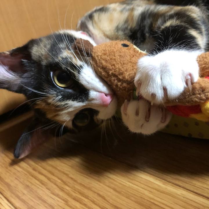 9e090c96 ca4c 4db4 91e7 3e4e4cd59ef0 1547731936681