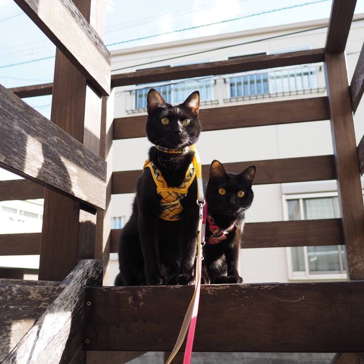 9e0bdd11 bc68 4f2d b489 d1fcb7caed90 1544885583424