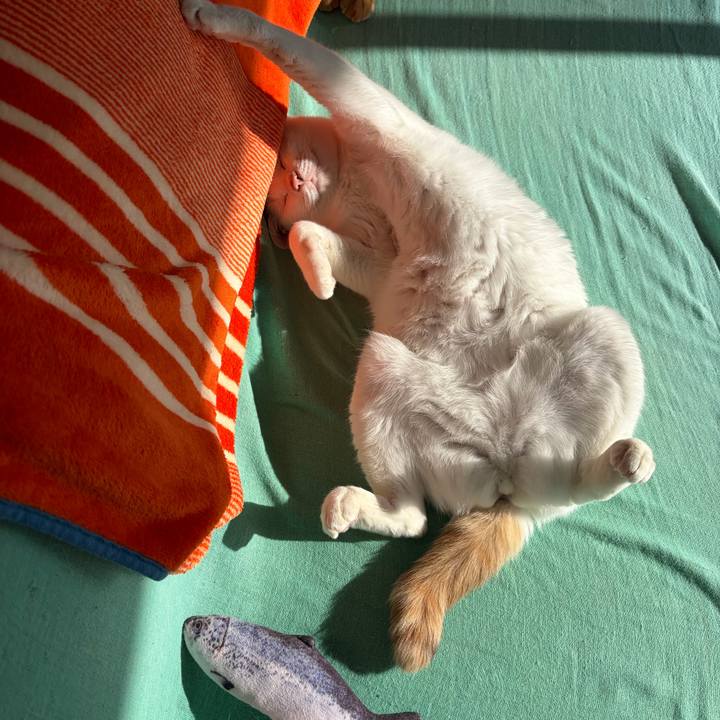 9e0cb047 da47 4651 8111 e489adf8650e 1766802516474