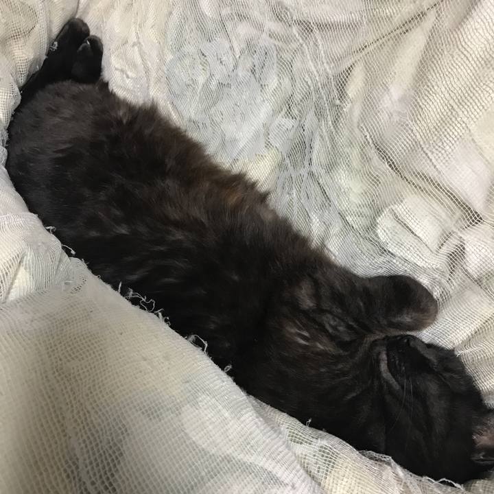 9e0d1cc2 a8f1 4bc7 b5a2 964a3951beb0 1512221558933