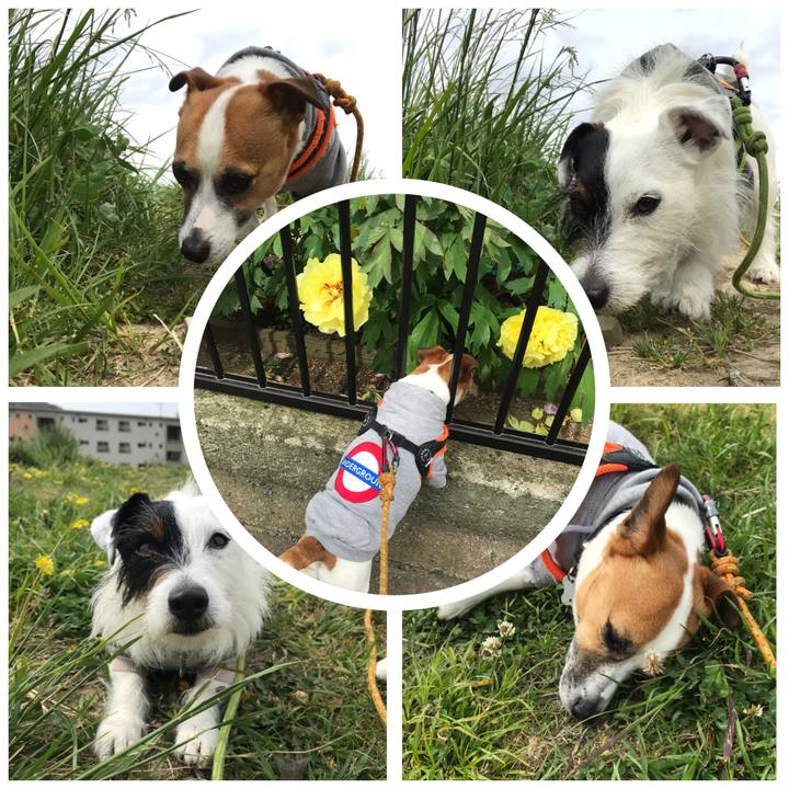 9e0e851e afba 419c 86c0 17c0baad9ccc 1524530466870