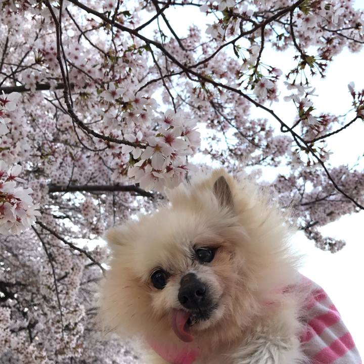 9e10dc56 001c 4b54 a071 5bbb499957d9 1522596331130