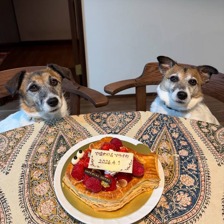 9e1160c4 337d 4349 b50c 83707caa9538 1775049749261