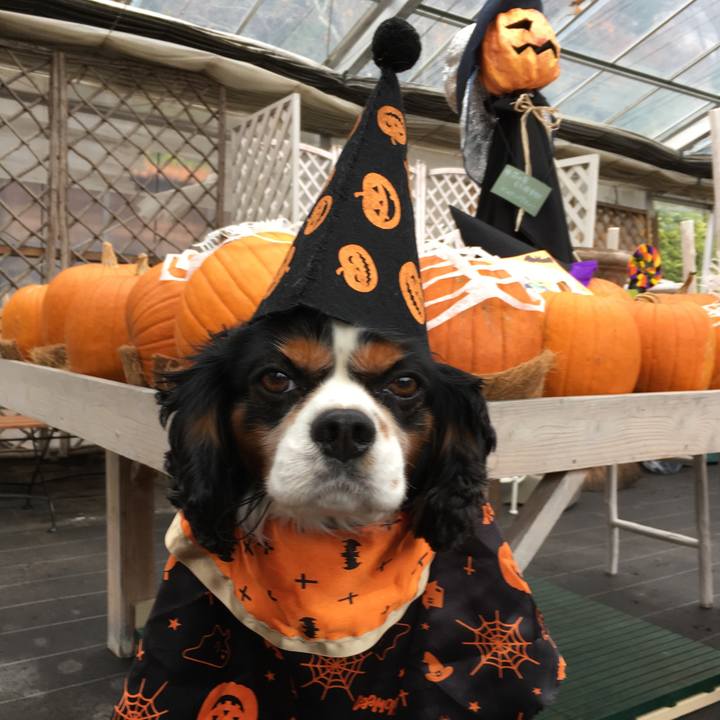 9e118a75 8d2f 49e5 80d2 54593bacec56 1509424812905