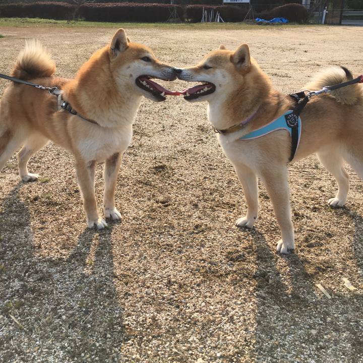 9e162088 683d 47a5 badc ef2ced288713 1541476638773