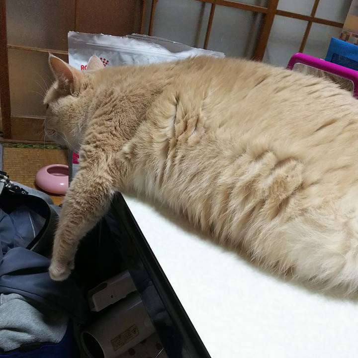 9e1b316b 0cb2 4d5e ab71 571151ed970c 1531829666738