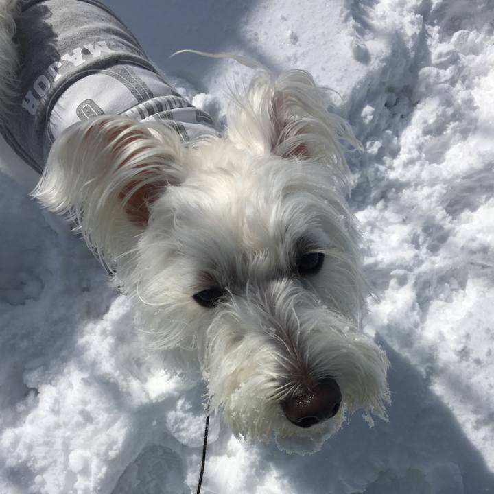 9e1c4a9a c7a6 4ef3 ae2a 49f898800325 1518979105454