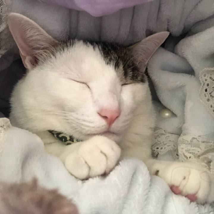 9e1d1cb1 fffe 4f4a a858 248df18d99a8 1542502734968