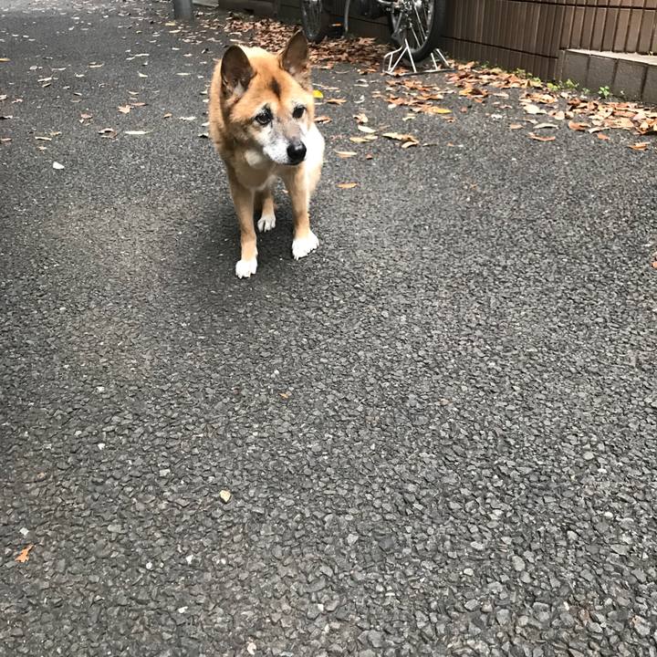 9e1eca00 665d 4657 8b06 ea5f0c3ca8f6 1541976293712