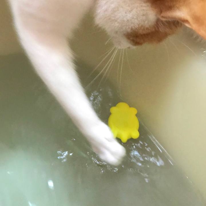 9e1fbf9f bef8 4a8a a074 1a8dd20647b1 1508501437470