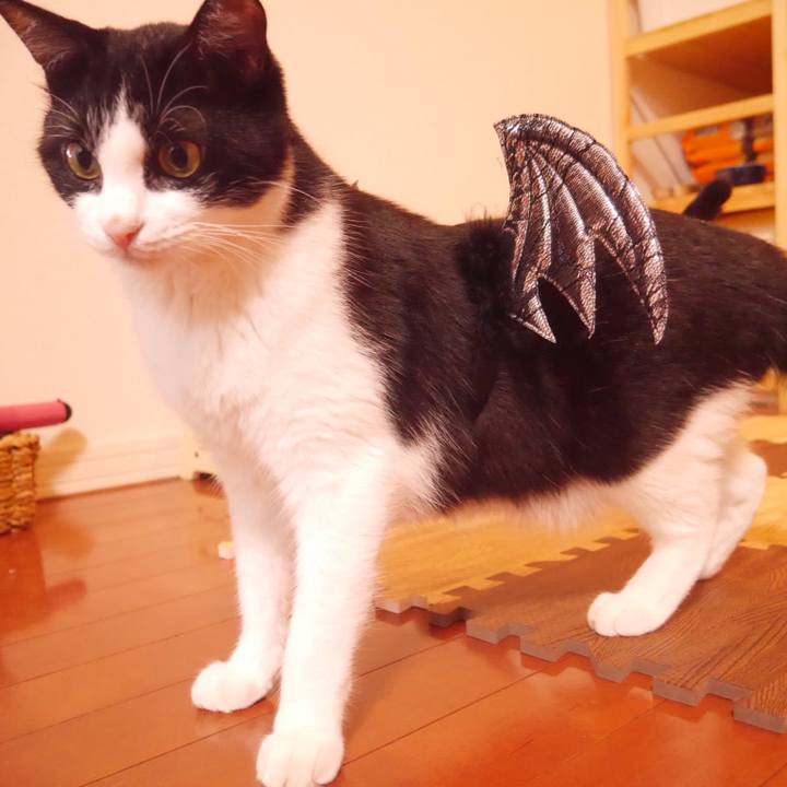 9e27b161 b26b 4de5 b0bd 729f111b0074 1517196936848