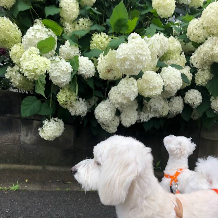 9e29b0fe b2b2 4f3e 90b5 d843b2c37bc9 1528781054485