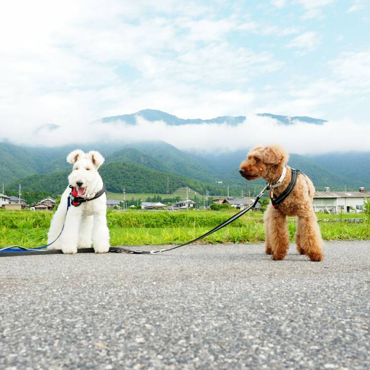 9e2d1520 8dda 43f2 a444 b03dfe4684a7 1529809548291