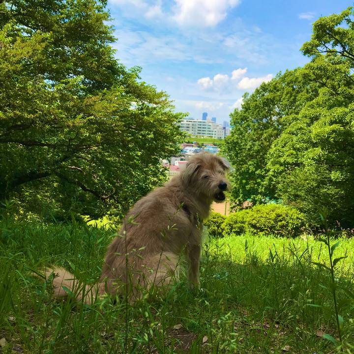 9e2da2c4 7c1b 46bc b579 8eaedd8076cb 1559527107206