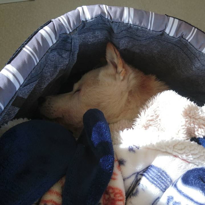 9e2e5dc8 aeb4 43fa a202 2bbff17a68c6 1543537166798