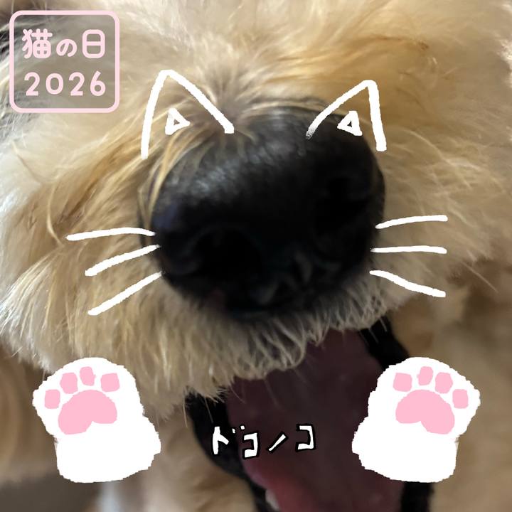 9e30d5e0 0467 45c4 b0e6 1b67a6331fe0 1771720204568