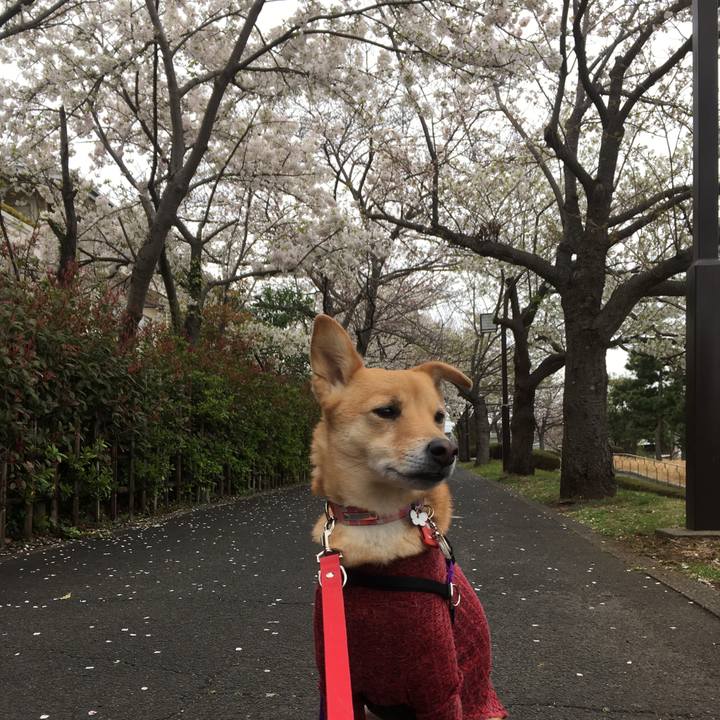 9e3769b4 ee7b 4493 bde8 2b8db66ca930 1553825172581