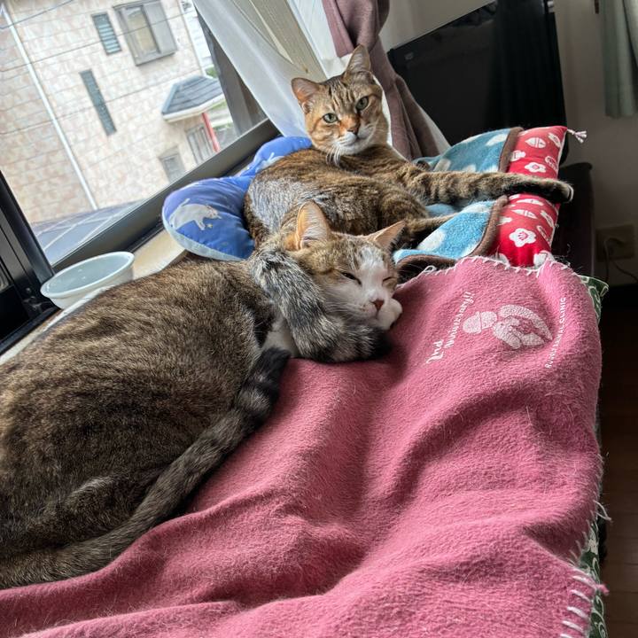 9e3a5821 a666 4e56 b604 b37e0d36da80 1763024555405