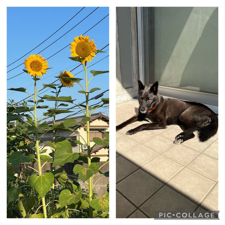 9e3b35cb 4988 417d 8cfc 93f6959d5a29 1689550739063