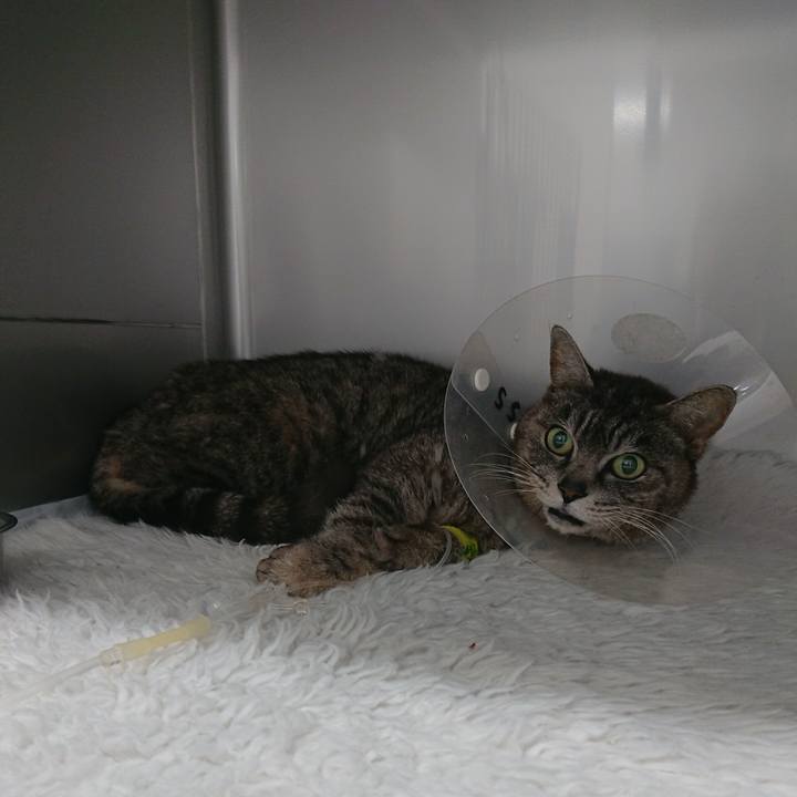 9e3c3544 12b4 4fa2 8752 fcebd22a35e4 1585730929966