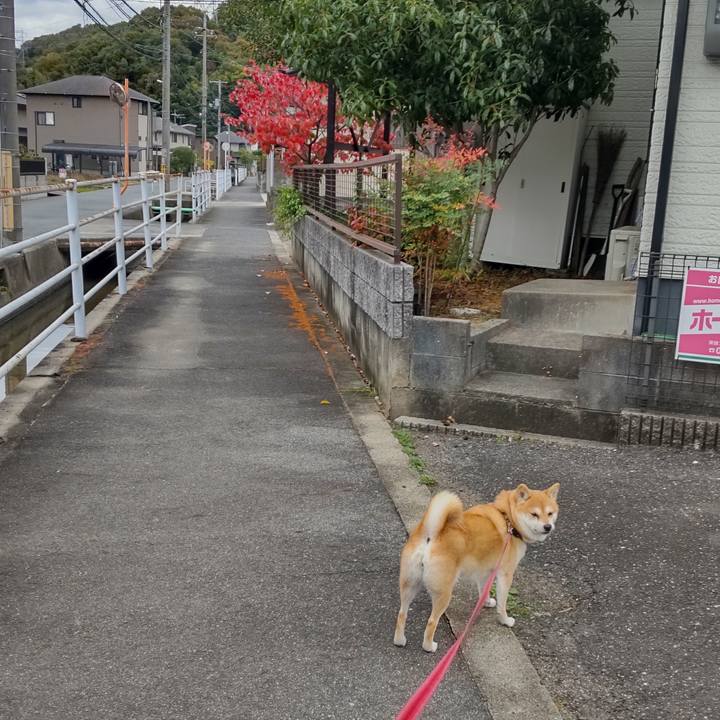 9e3cff4d 4cdc 49d2 aa9b ec0e875e2775 1763532207104