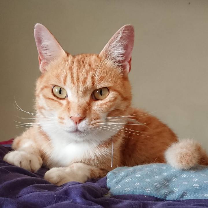 9e3d350f 2a75 4cc6 92d4 8add8ddd2e67 1591135230540