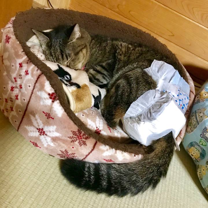 9e429b30 c497 4e11 bd74 4ec68dc3a142 1539266634985