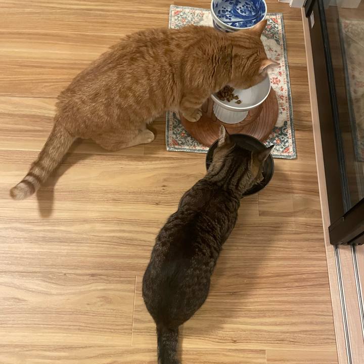 9e4330eb 1985 4807 aeee 7d281f0425c4 1767486225531