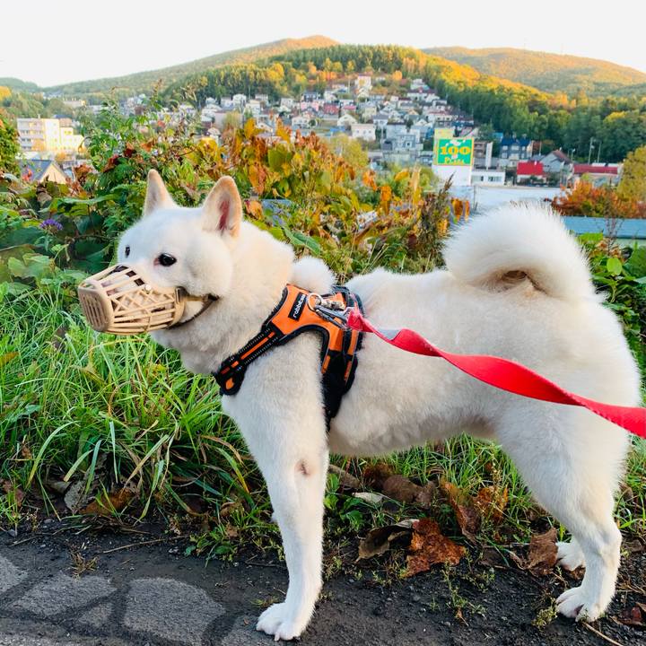 9e45683d a670 4aa1 9dad d3885cc40b7d 1634160567176