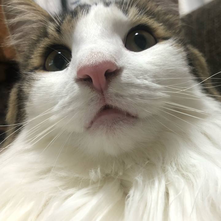 9e47e278 6ae4 4c61 ae42 ab228544098a 1541776584583