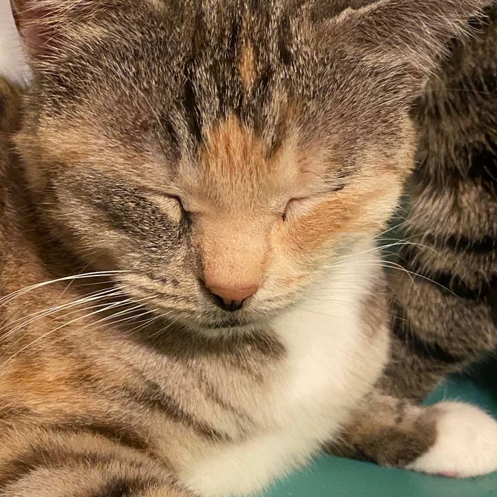 9e491321 19f6 463e 8369 1f1079d9d802 1587296714467